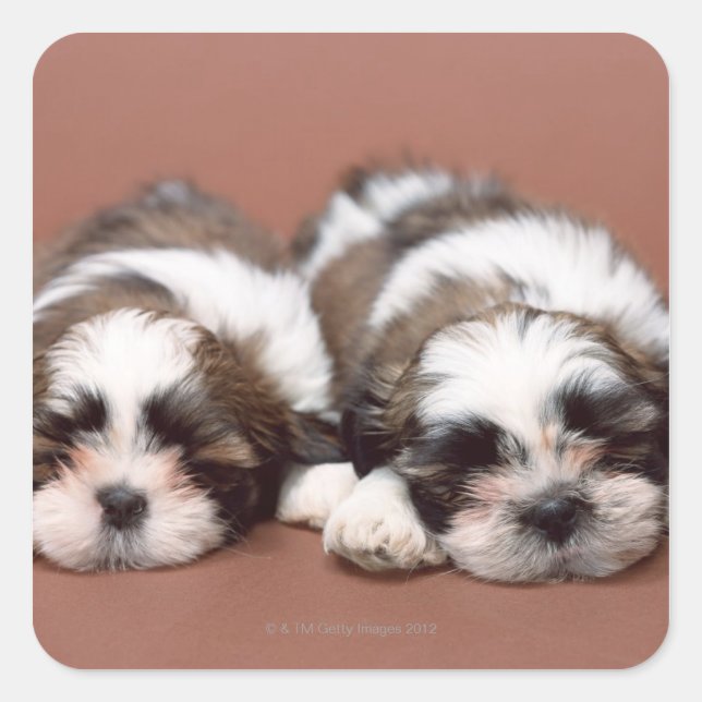 Sticker Carré Shih Tzu (Devant)
