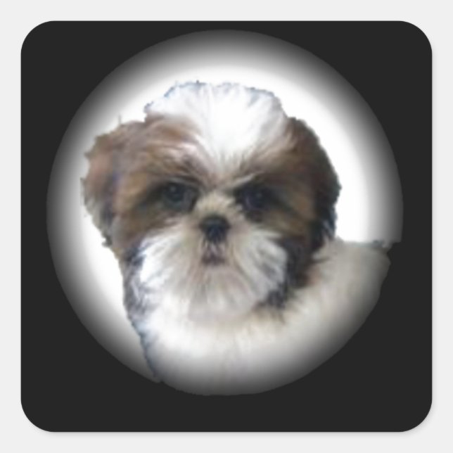Sticker Carré Shih-Tzu (Devant)