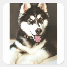 Sibérie Baby Huskey Pet Dog Photo Carte Postale