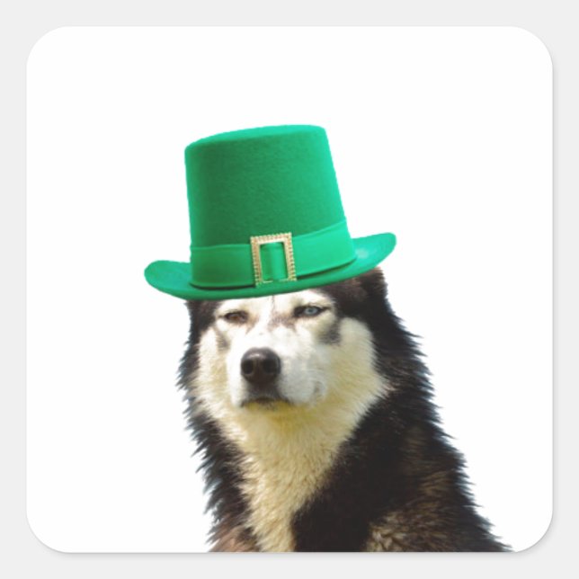 Sticker Carré Sibérien Husky Chien Saint Patrick jour (Devant)