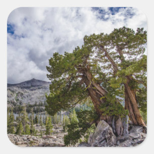 Sticker Carré Sierra Juniper et arbres À feuillage persistant