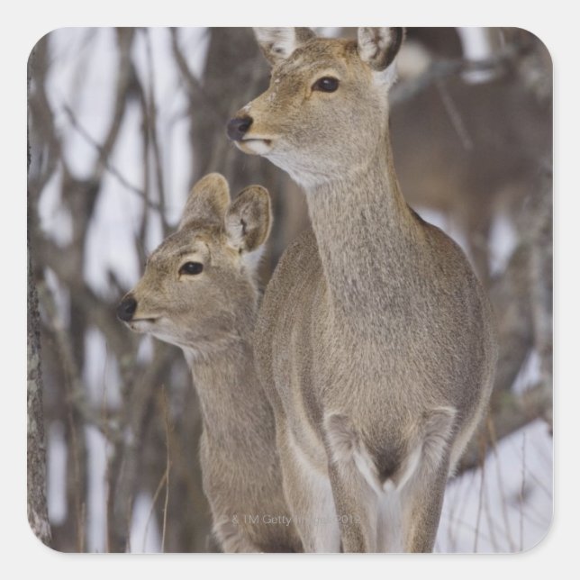 Sticker Carré Sika Deer Doe and Young, Hokkaido, Japon (Devant)