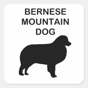 Sticker Carré silhouette bernaise de chien de montagne