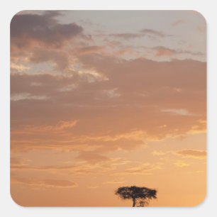 Sticker Carré Silhouette d'arbre dans la plaine, Masai Mara