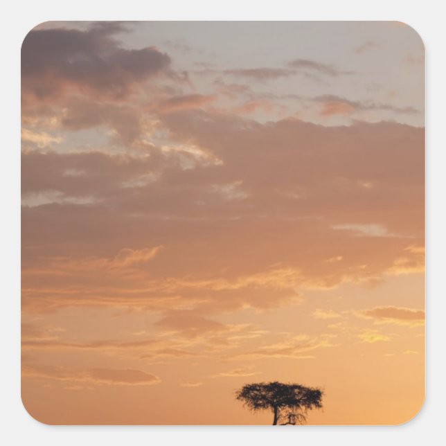 Sticker Carré Silhouette d'arbre sur la plaine, Masai Mara (Devant)
