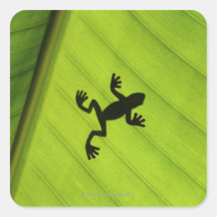 Sticker Carré Silhouette de grenouille par la feuille de banane