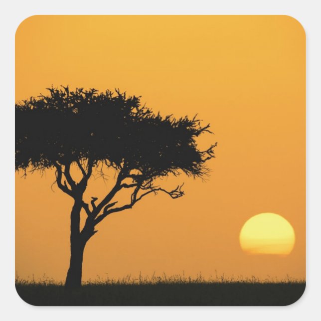 Sticker Carré Silhouette d'un seul acia au lever du soleil, Masa (Devant)