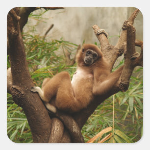 Sticker Carré singe