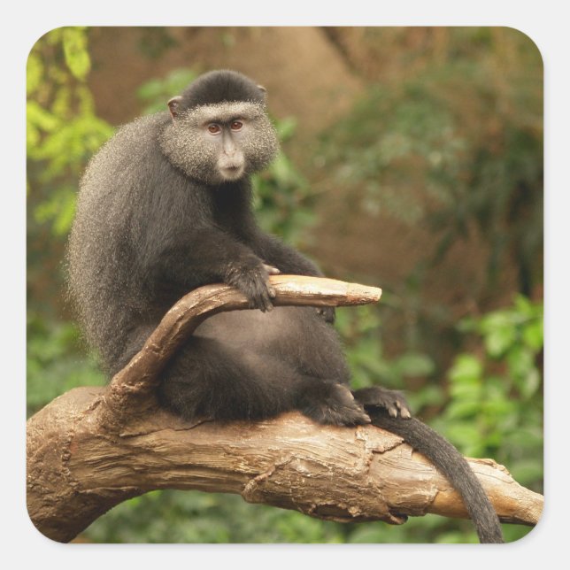 Sticker Carré singe (Devant)