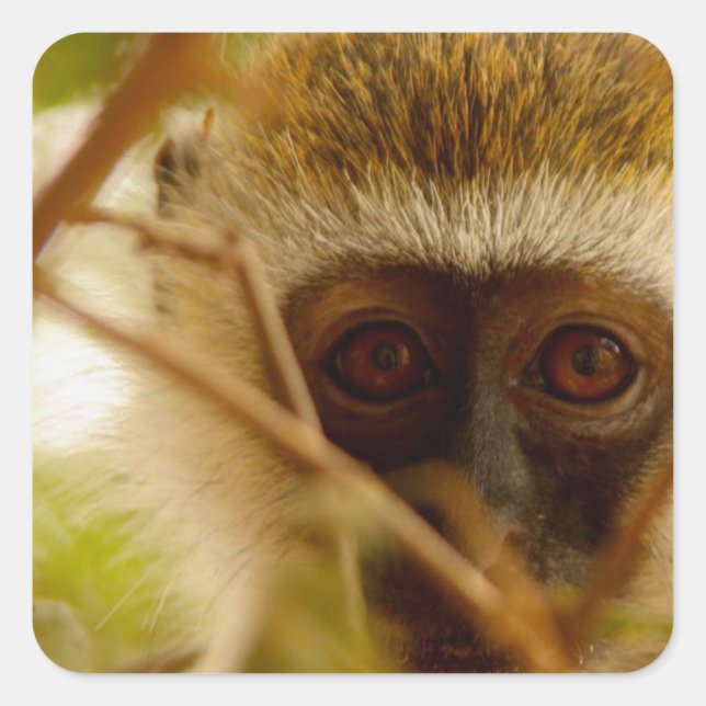 Sticker Carré Singe Cheeky. (Devant)