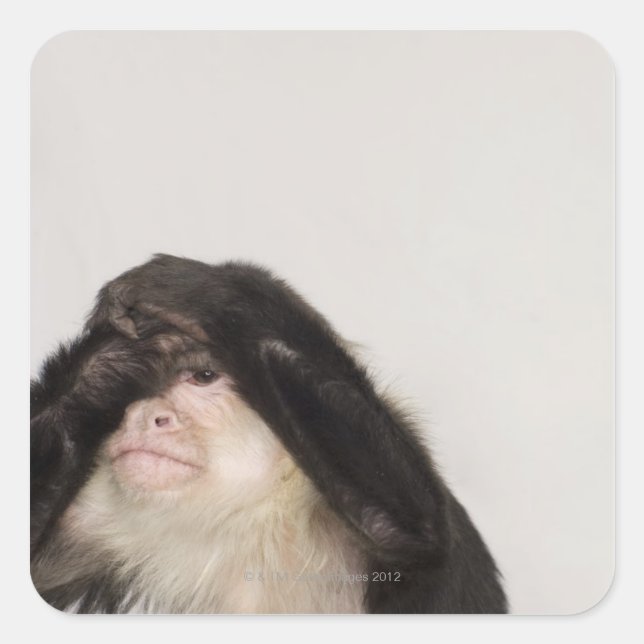 Sticker Carré Singe couvrant les yeux (Devant)