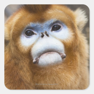 Sticker Carré Singe doré mâle Pygathrix roxellana