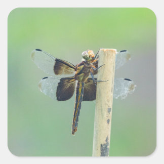 Sticker Carré Skimmer