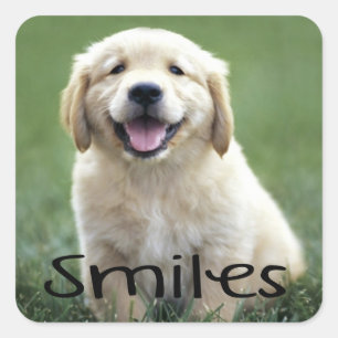 Sticker Carré Smiles mignon Chien de Chien Bonsoir Golden Retrie