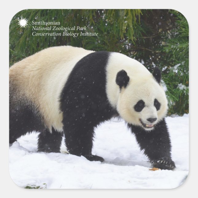 Sticker Carré Smithsonian | Pandas Géants Dans La Neige (Devant)
