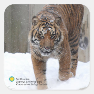 Sticker Carré Smithsonian Sumatran Tiger Damai