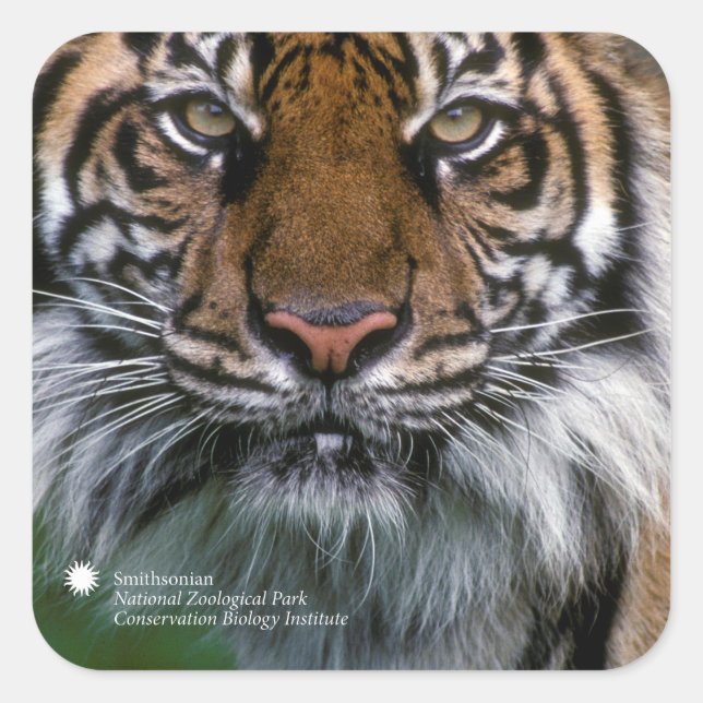 Sticker Carré Smithsonian | Sumatran Tiger Soyono (Devant)