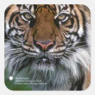 Sticker Carré Smithsonian   Sumatran Tiger Soyono
