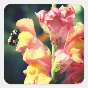 Sticker Carré Snapdragon Et Fleur D'Abeille