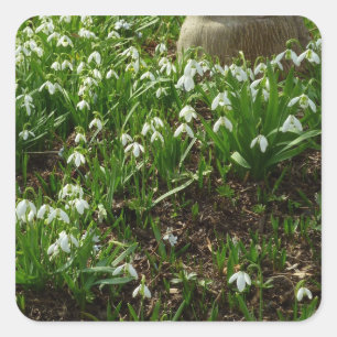 Sticker Carré Snowdrops