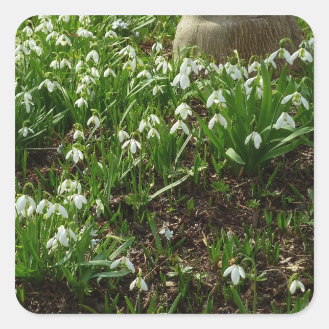 Sticker Carré Snowdrops (Devant)