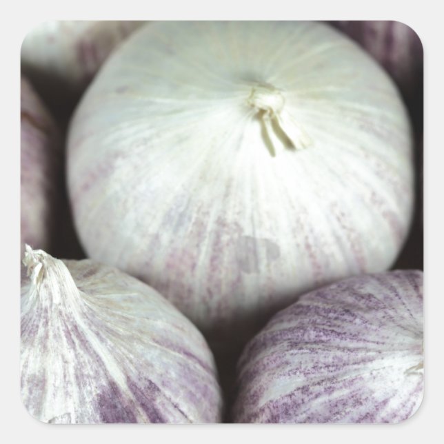 Sticker Carré Solo Garlic (Devant)