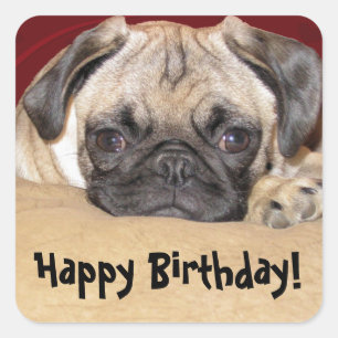 Sticker Carré Souhait mignon d'anniversaire de chiot de carlin