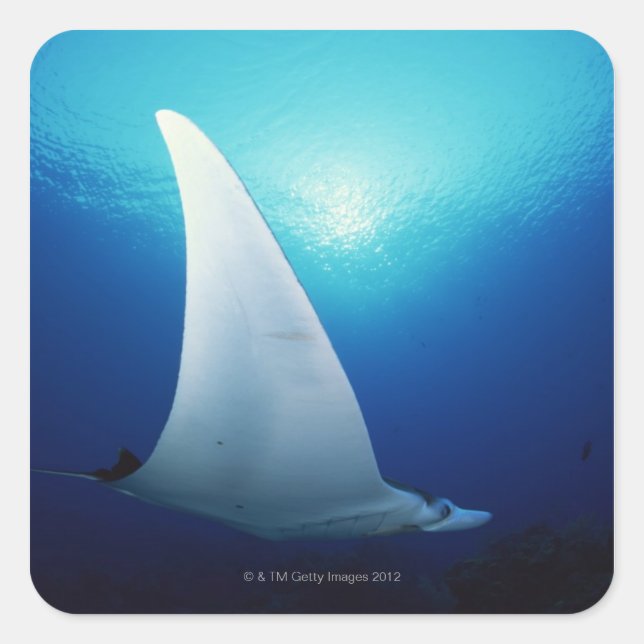 Sticker Carré Sous un rayon manta (Devant)