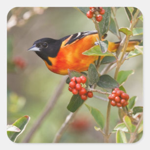 Sticker Carré South Padre Island, Texas, USA, Baltimore Oriole