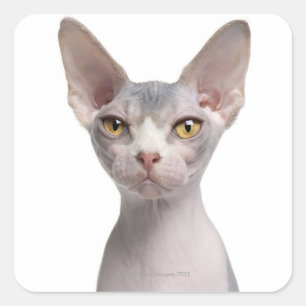 Sticker Carré Sphynx (7 months old)