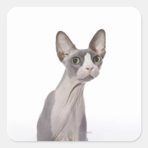 Sticker Carré Sphynx Cat with surprised expression