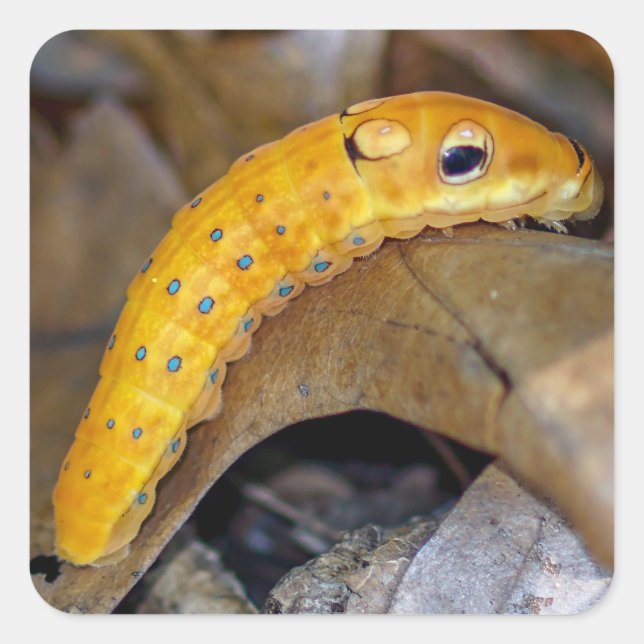 Sticker Carré Spicebush Swallowtail Caterpillar (Devant)