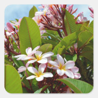 Splendeur Rose, Frangipani Rose Fleurit Sur Un Arb