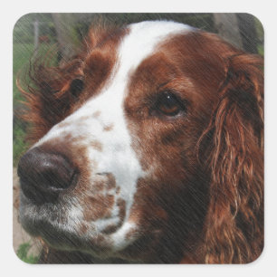 Sticker Carré Springer Spaniel Chien Art