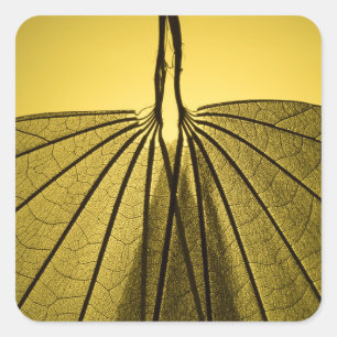 Sticker Carré Squelette feuille