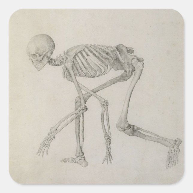 Sticker Carré Squelette humain : Vue latérale dans la posture de (Devant)