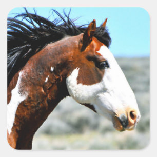 Sticker Carré Stallion Picasso Picasso Junior Button