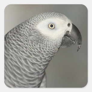 Sticker Carré Stately african Grey Parrot