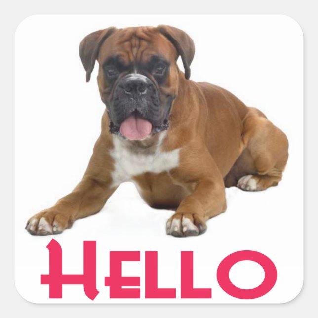 Sticker Carré Stick de salutation Chien Chien Chien Boxer Hello (Devant)