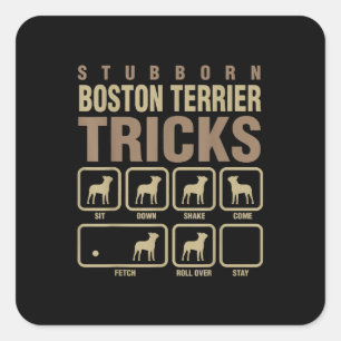 Sticker Carré Stubborn Boston Terrier Tricks Amoureux des chiens