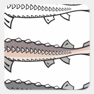 Sticker Carré Sturgeon poisson rare