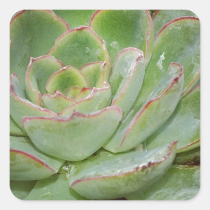 Sticker Carré Succulent, poules et poulets
