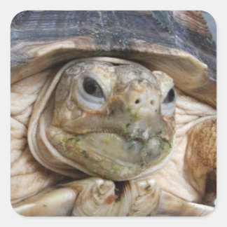 Sticker Carré Sulcata Tortoise Face Gros plan