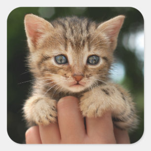 Sticker Carré Sweet Baby Kitten