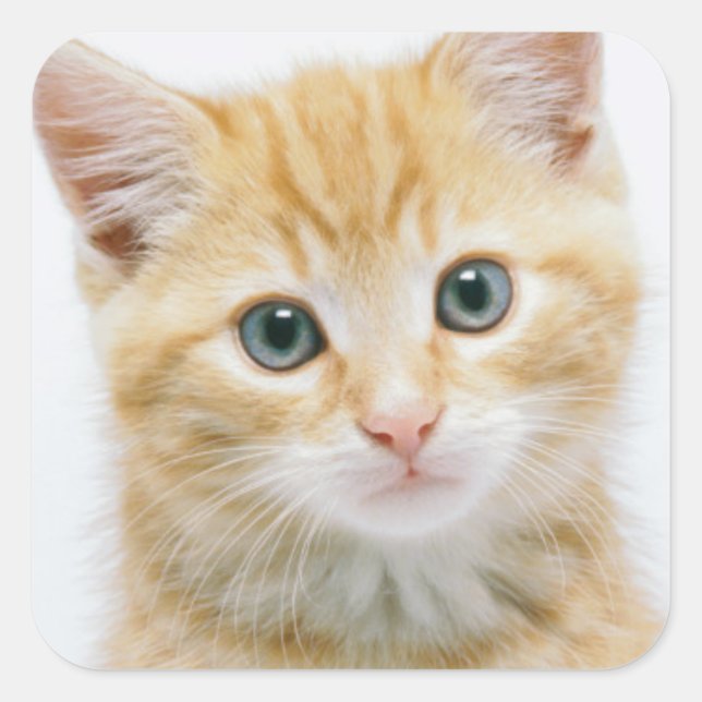 Sticker Carré Sweet Orange Tabby (Devant)