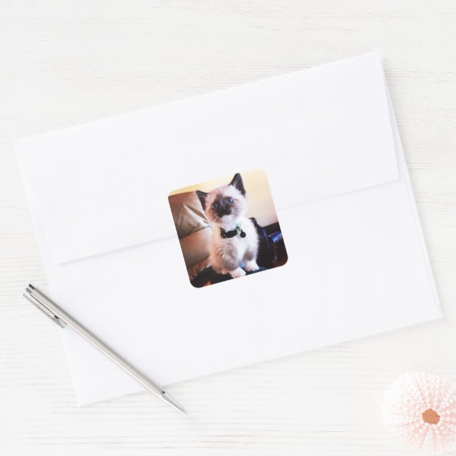Sticker Carré Sweet Siamese Kitten Photo | Photographie animale (Enveloppe)