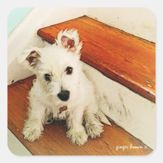 Sticker Carré Sweet Westie Chiot assis sur une étape Vintage