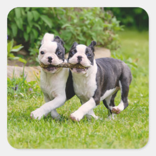 Sticker Carré Sympa drôles Boston Terrier chiens chiots jouer -