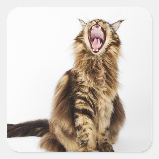 Sticker Carré Tabby Brown Classic Main Coon (Devant)