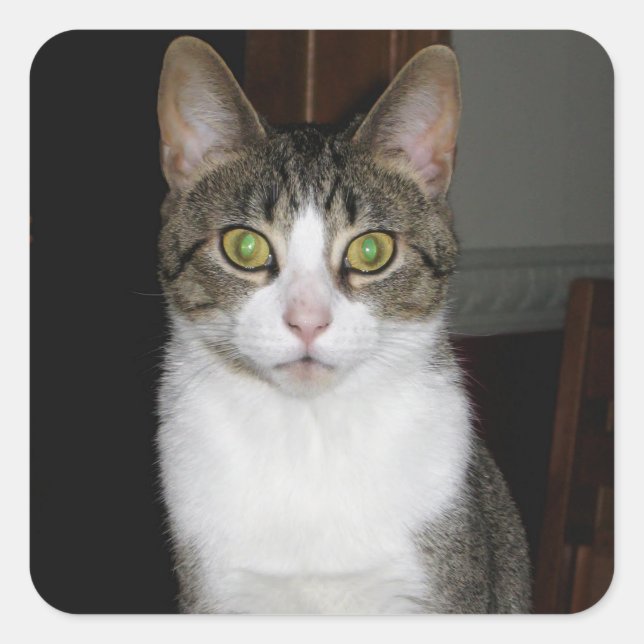 Sticker Carré Tabby cat aux grands yeux verts (Devant)
